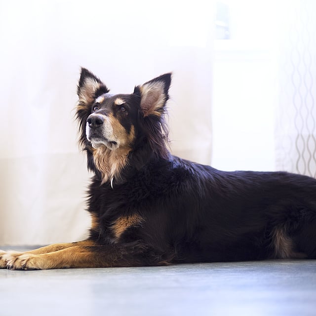 Vers et parasites intestinaux chez le chien