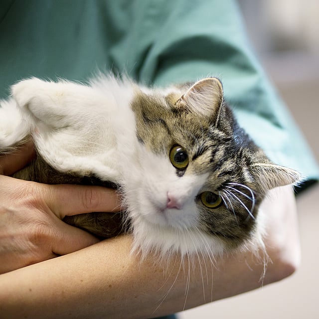Chat qui a du mal à respirer
