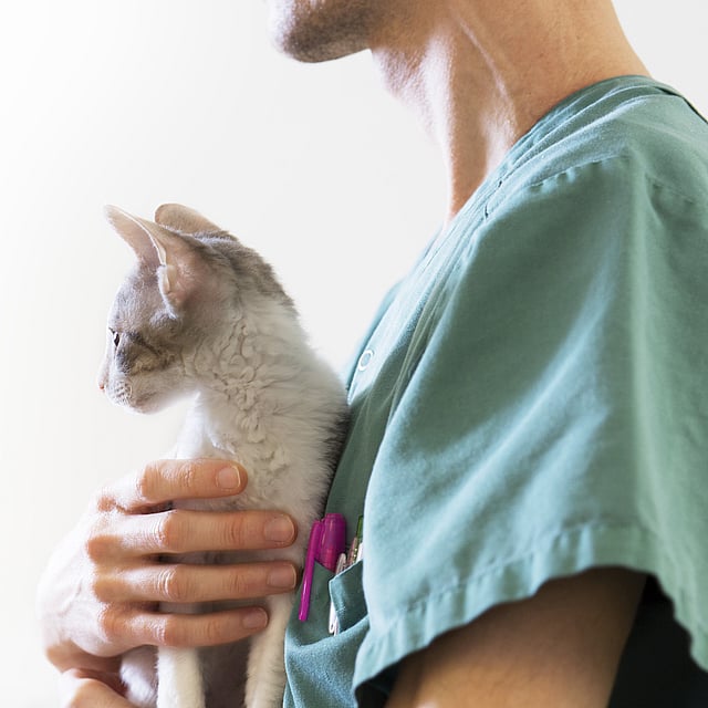 Yeux qui pleurent chez le chat