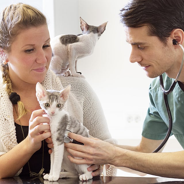 Une personne et une personne tenant un chaton.
