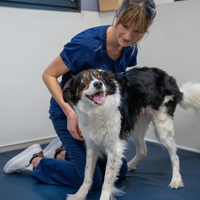 Service de physiothérapie au CHV AniCura Nordvet à La Madeleine (près de Lille)