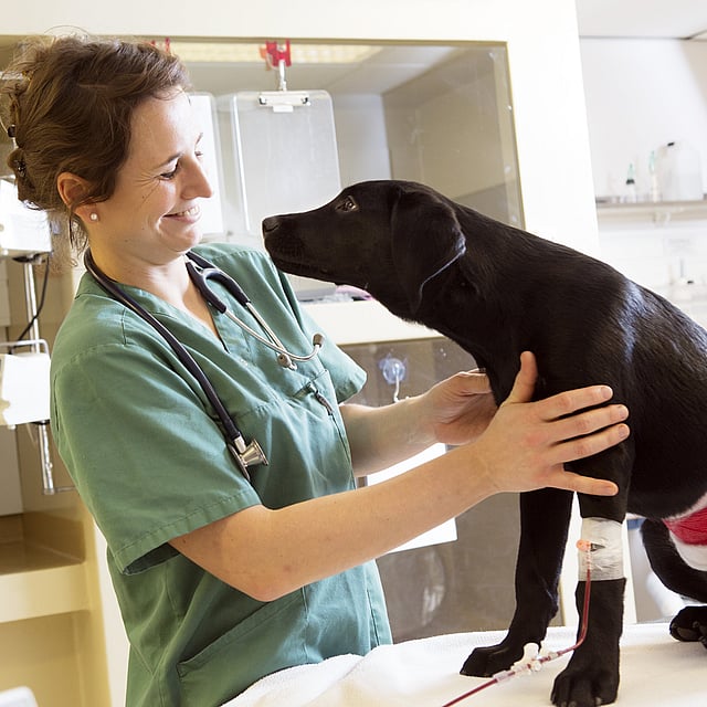 Une personne tenant un chien.