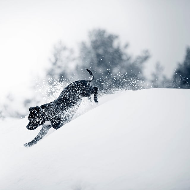 Comment protéger votre chien contre les engelures