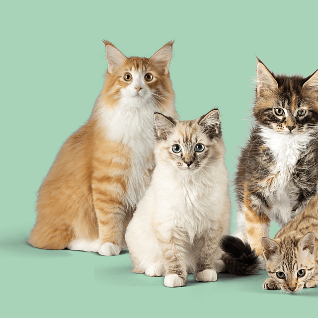 Un groupe de chats assis ensemble.