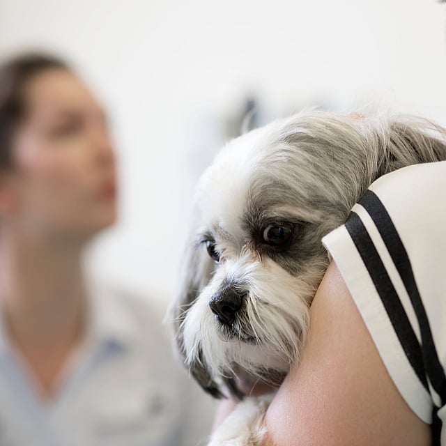 Insuffisance cardiaque chez le chien