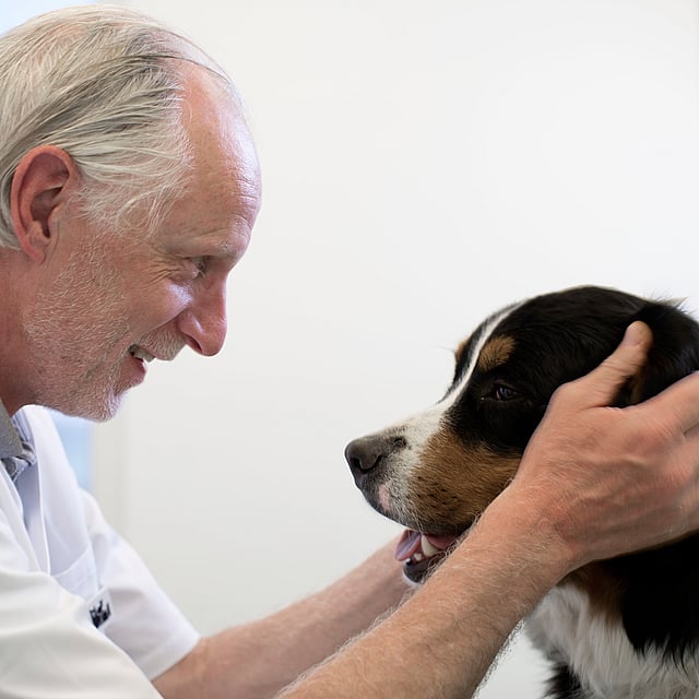 Épilepsie chez le chien