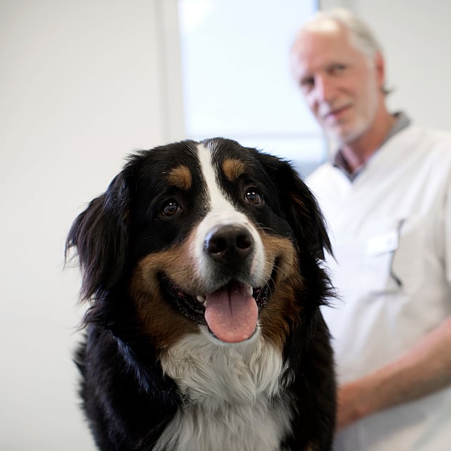 Castration du chien