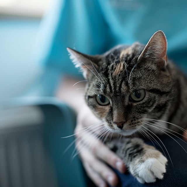 Empoisonnement au chocolat chez le chat