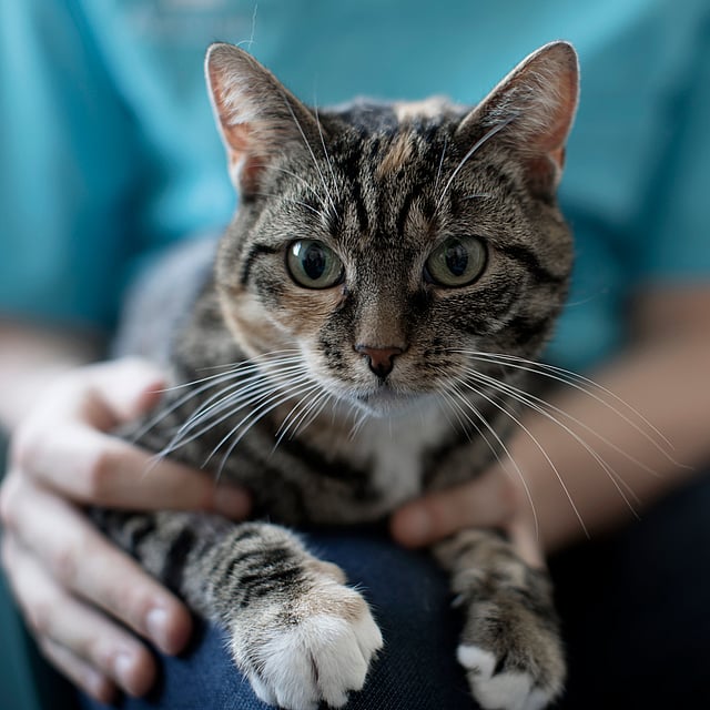 Chat qui boit et urine beaucoup