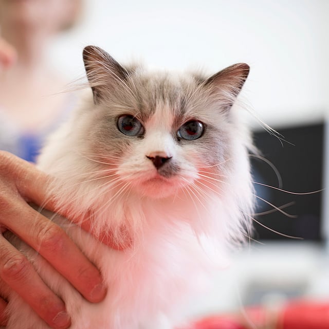 Insuffisance cardiaque chez le chat