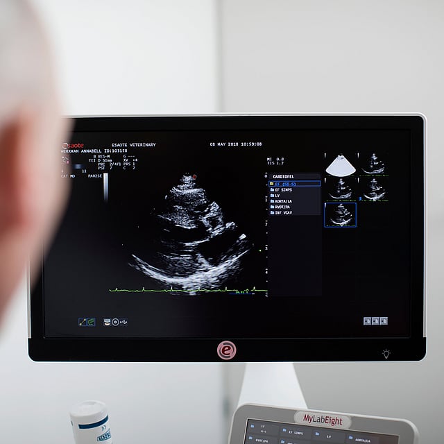 Service de cardiologie de la clinique AniCura Vet24 à Marcq en Barouel près de Lille