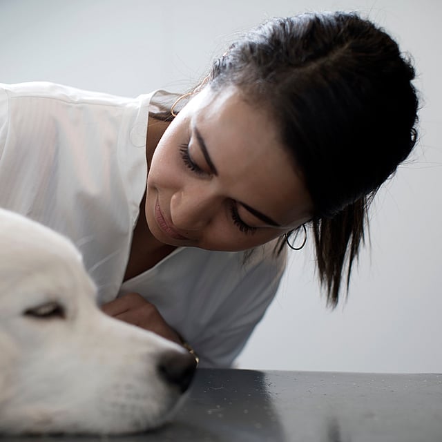 Furoncle chez le chien