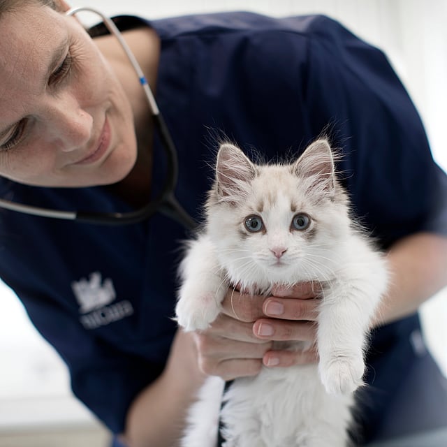 Castration du chat