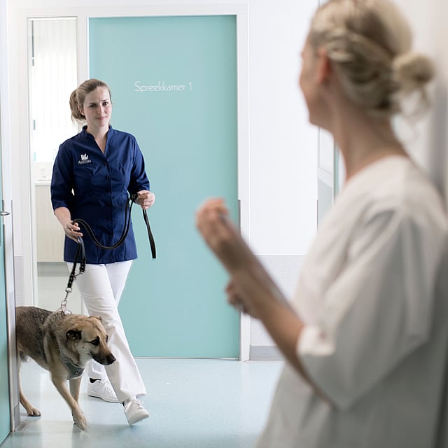 Inflammation des glandes anales du chien