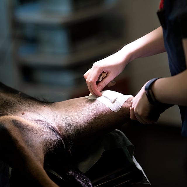 TTA (Opération des ligaments croisés) chez le chien