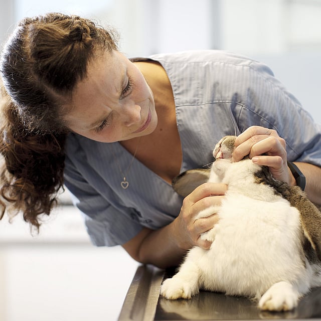 Une personne tenant un lapin.