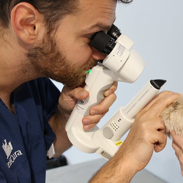Une personne regardant au microscope.