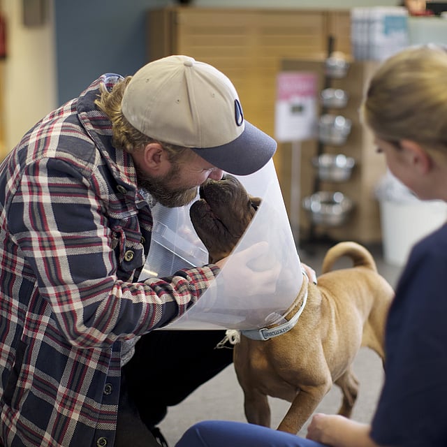 Dermatite à levures chez le chien