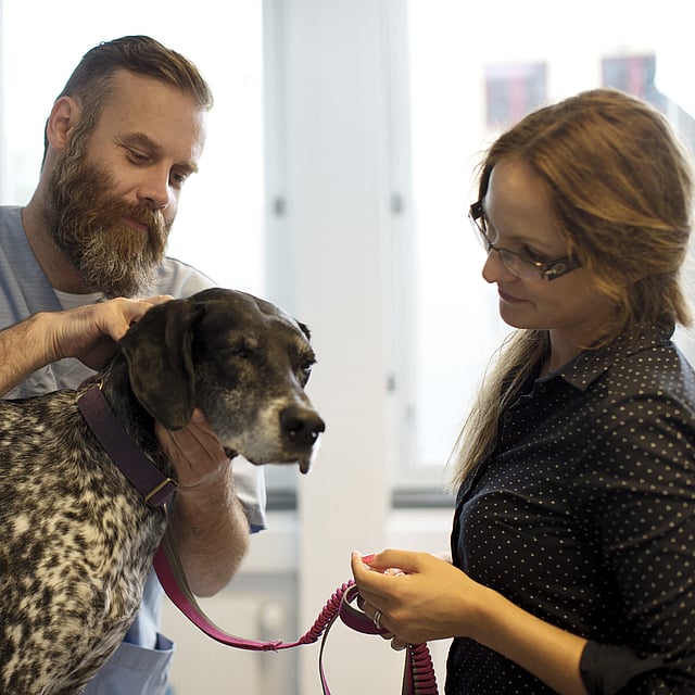 Incontinence urinaire chez le chien