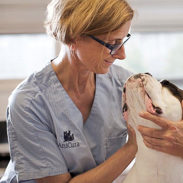 Une personne tenant un chien.