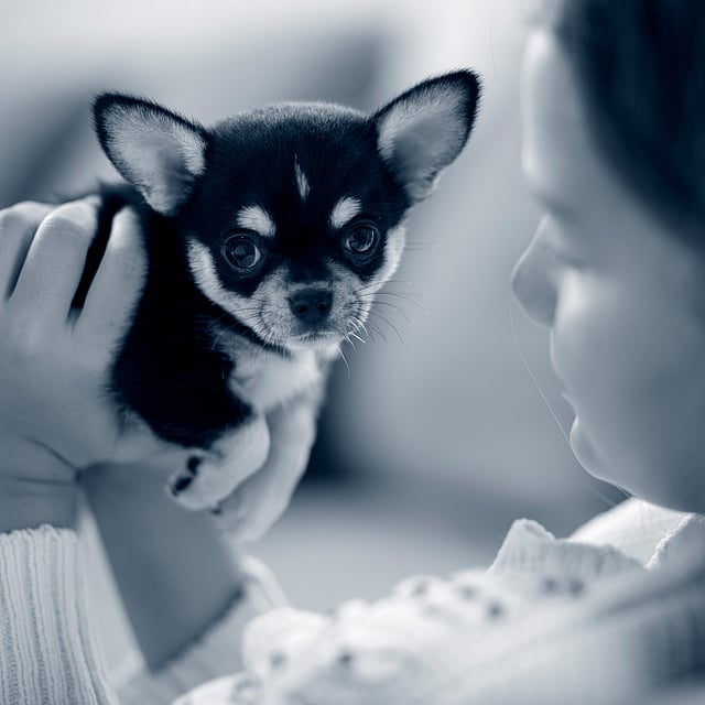 Hernie ombilicale chez le chien