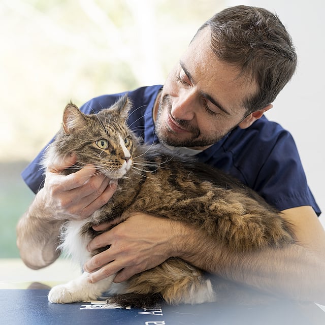 Une personne tenant un chat.