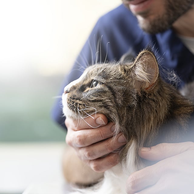 Hypersalivation chez le chat
