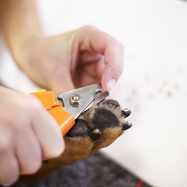 Coupe des griffes chez le chien