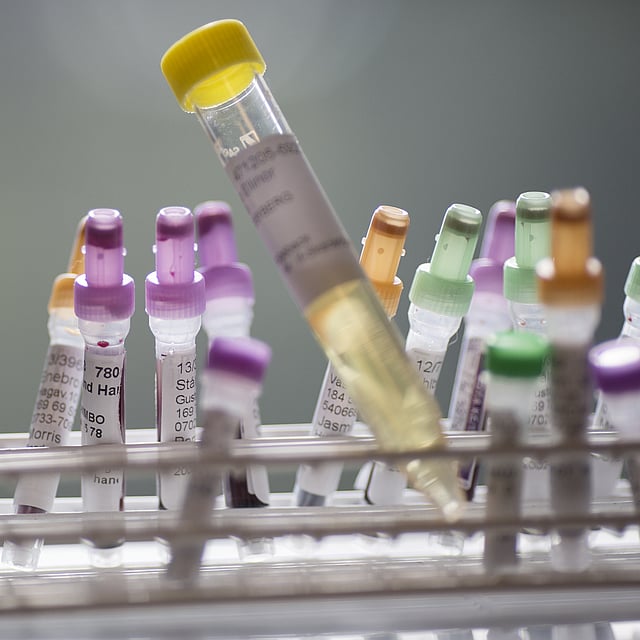 Mutation du gène MDR-1 chez le chien (mutation ABCB1)