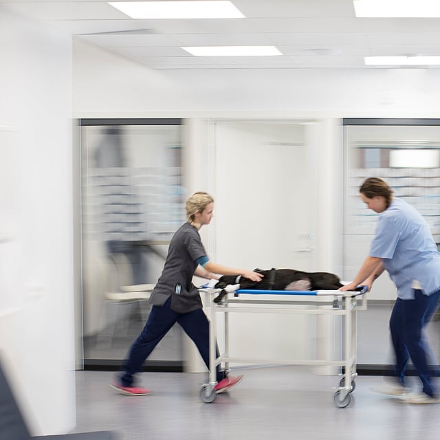 Urgences vétérinaires, vétérinaire de garde à Marcq-en-Barœul près de Lille