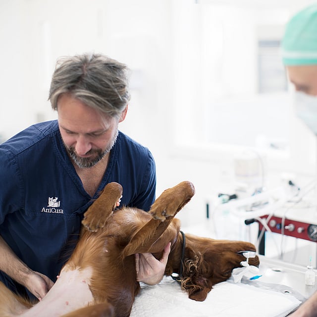 Un groupe de médecins vétérinaires examinant un chien.