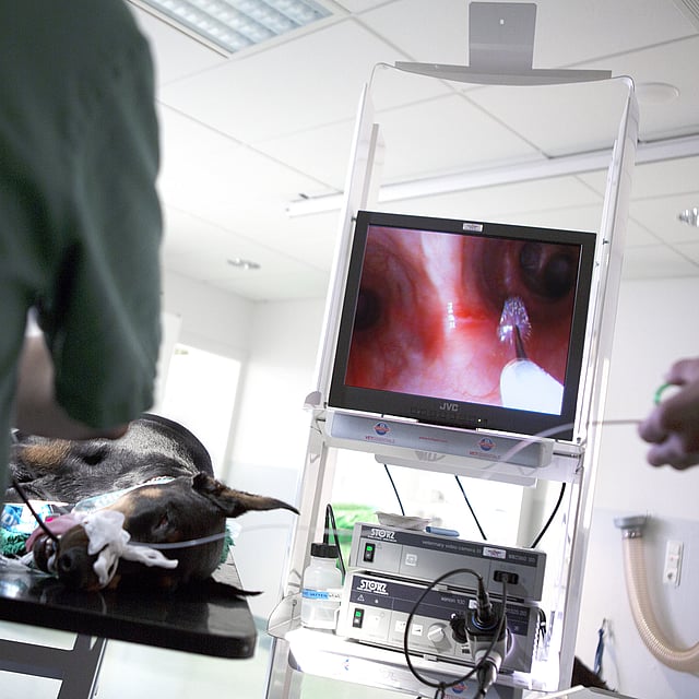 Endoscopie chez le chien