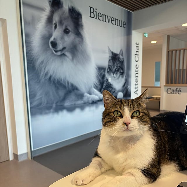 Le CHV AniCura Armonia obtient le label CatFriendly
