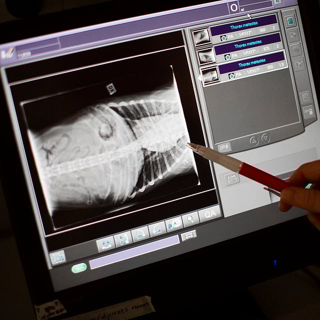 Radiographie chez le chat
