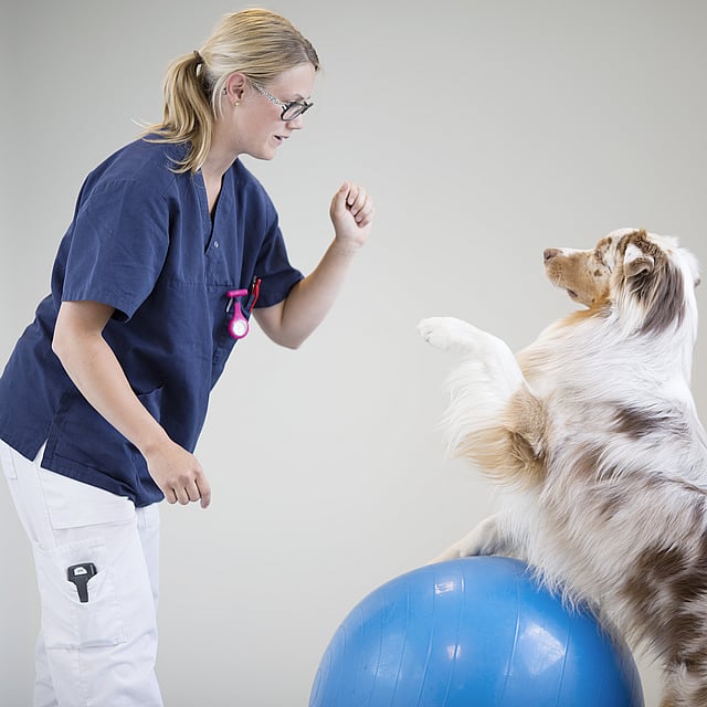 Bilan de santé chez le chien