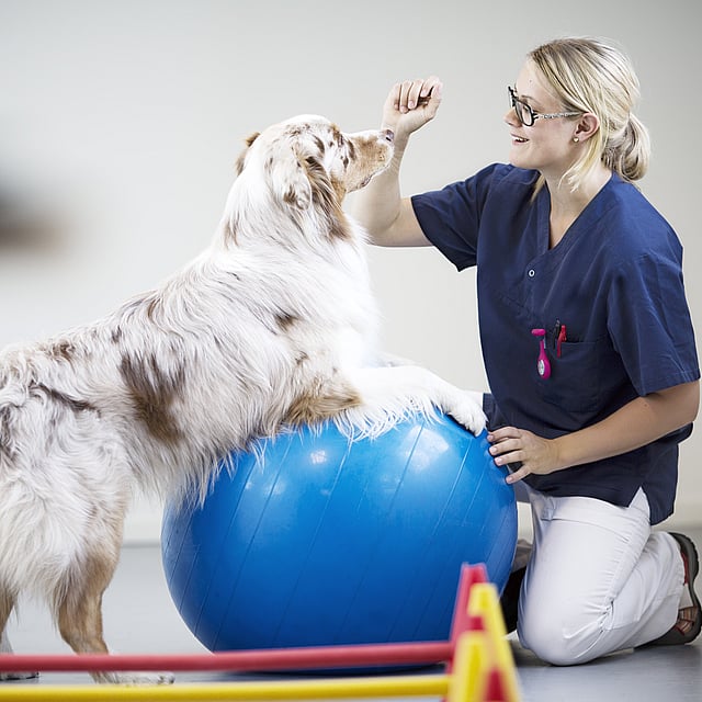 Étirements chez le chien