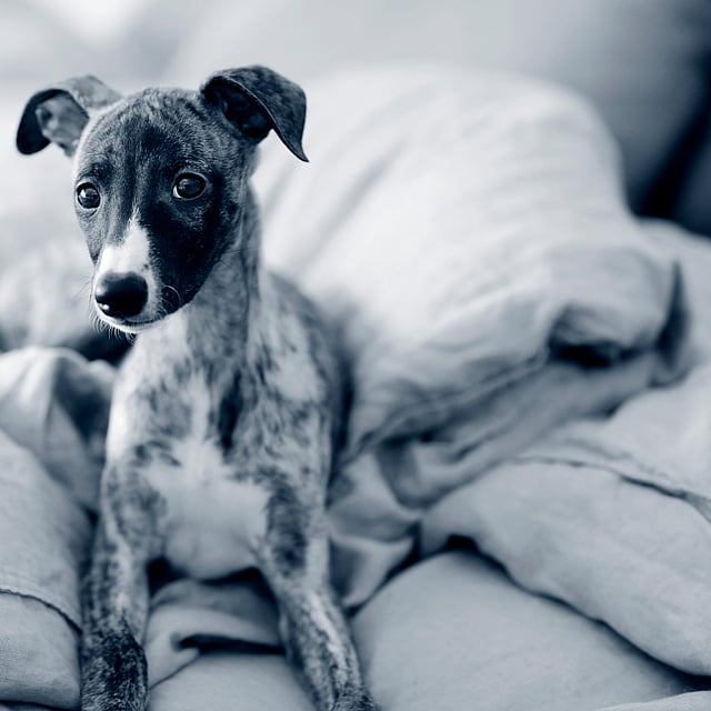 Diabète chez le chien