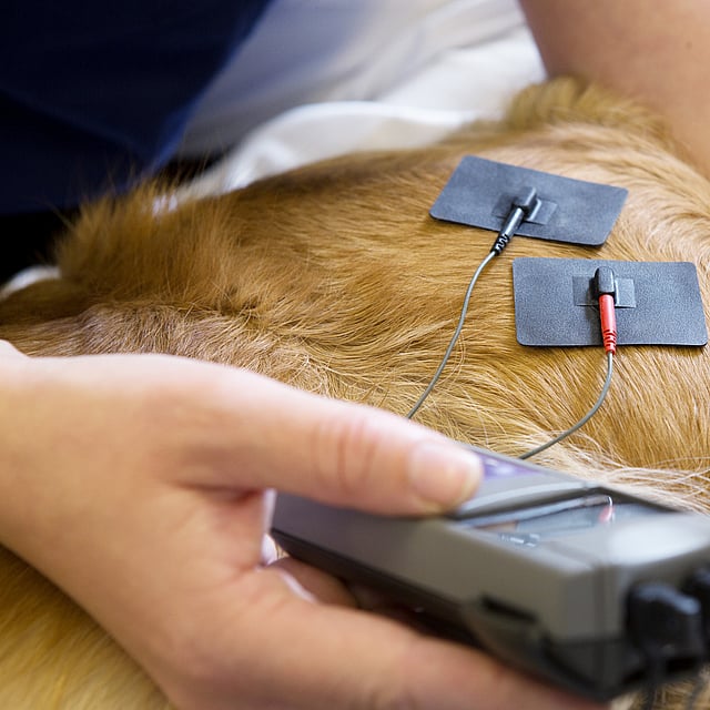 Électrothérapie chez le chien