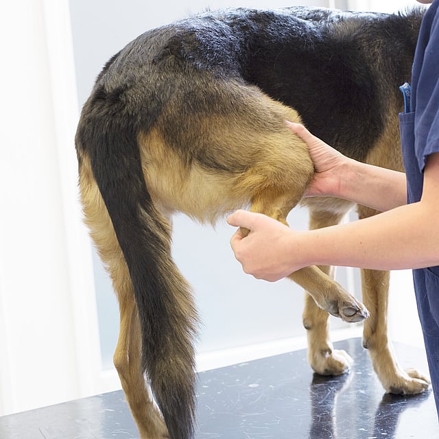 TPLO (Opération des ligaments croisés) chez le chien