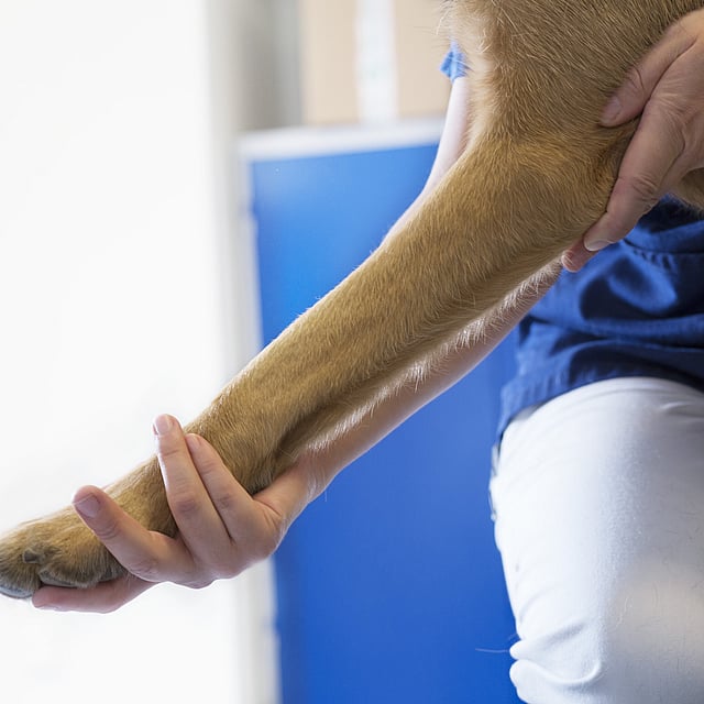 Chirurgie articulaire chez le chien