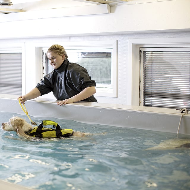 Hydrothérapie chez le chien