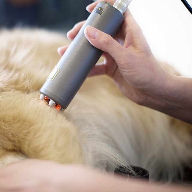 Traitement par la chaleur et par le froid pour le chien