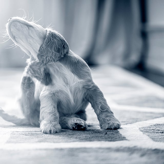 Un chien assis sur un tapis.