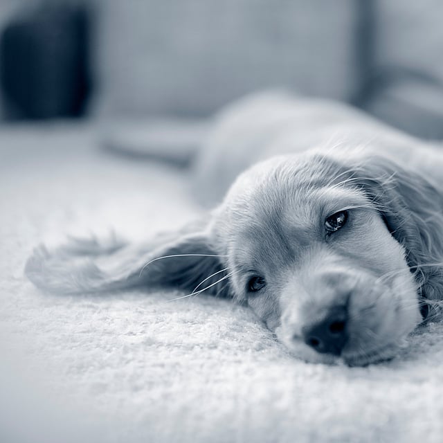 Apprendre à son chiot à rester seul à la maison