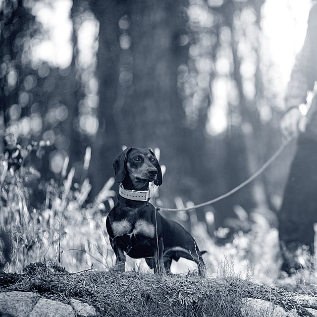 Anaplasmose chez le chien