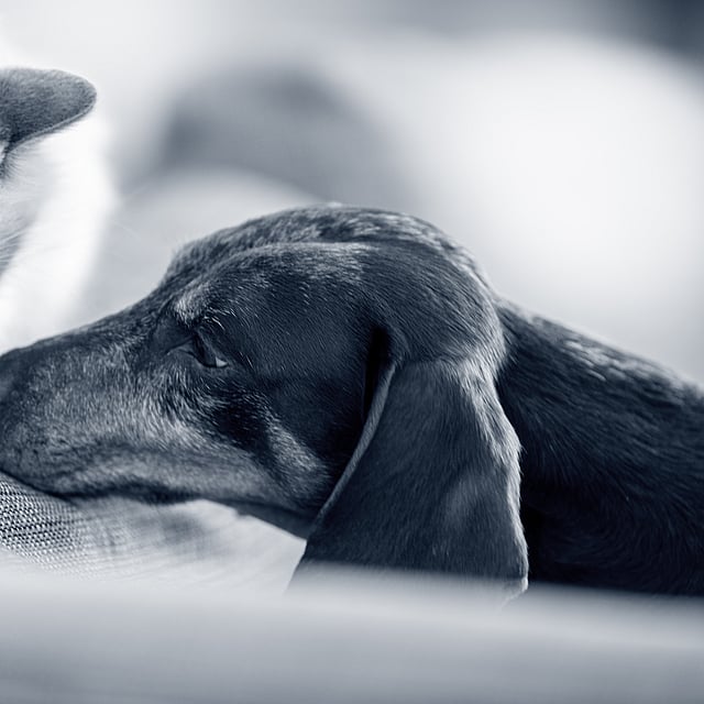 Un chat et un chien allongés sur un canapé.