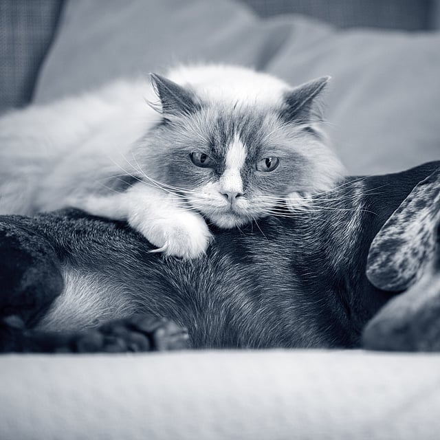 Un chat couché sur un chien.