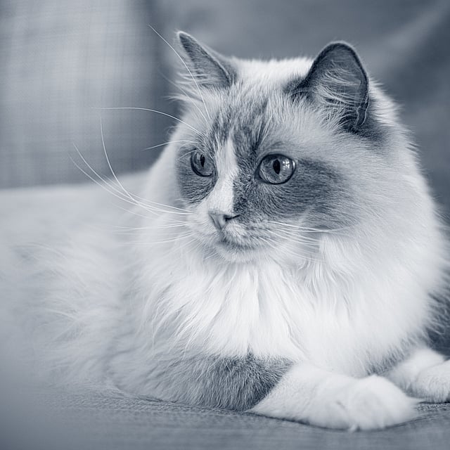 Un chat allongé sur un canapé.