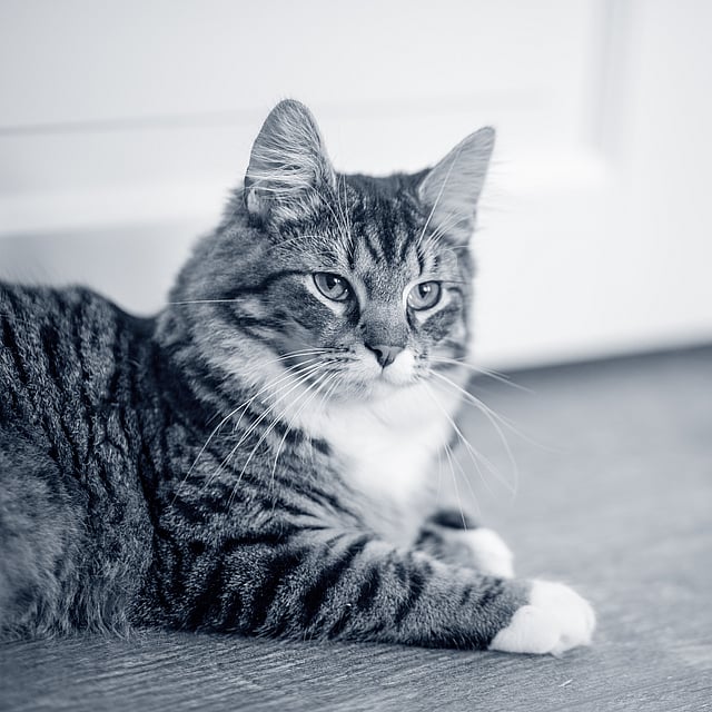 Typhus chez le chat