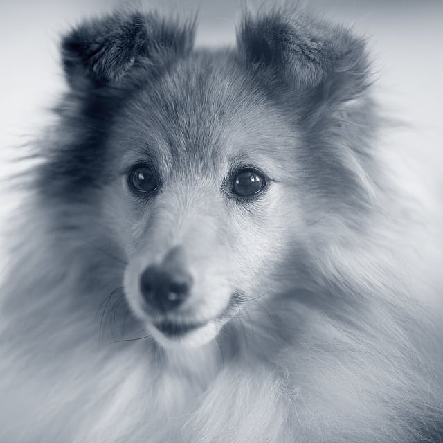 Examen neurologique chez le chien